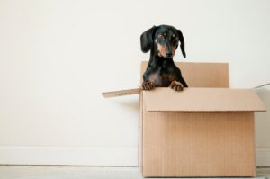 dachshund dog posing inside of cardboard box